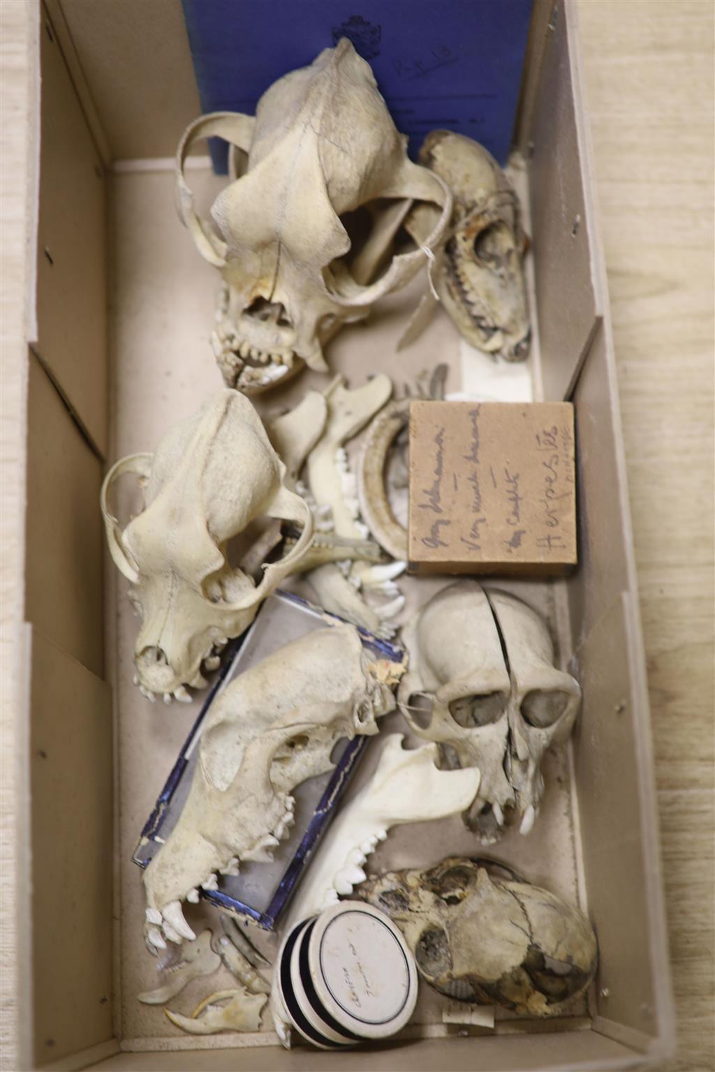 A group of mammal skulls, collected before 1950, to include a bulldog skull, lemur skull with single glass eye, two monkey skulls, a fu